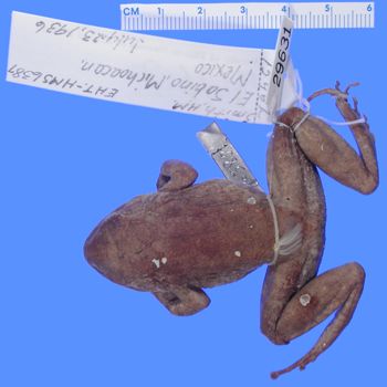 Media type: image; Herpetology A-29631
